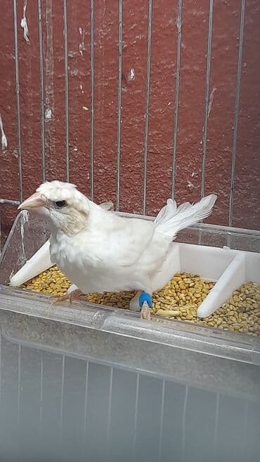 hazır hicablar: Amadin quslari saglam ve hazir quslardir. cüt veya tek satilir. qiymet — 5