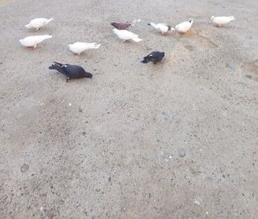 pekines ağ: Toyuq, Damazlıq — 1