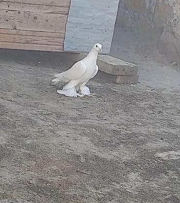 goyərcin yuvalari: Leleyli orta 2 tuk goy quyrugdu war kimidi oynag tutulmadi qanadi — 7