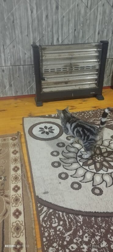 heyvan paltarları: Tabbi, Dişi, Yaxşı əllərə — 7