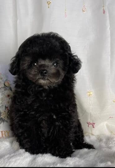 pudel bala: Pudel, 2 ay — 3