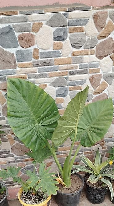 balka: Alokaziya (Alocasia) saksı bitkisi - Növ: Alocasia – iri, ürək — 1