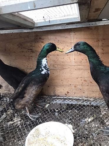 heyvan yemi: Satlıq ördəklər – Hind qağayısı tipli, incəboyun, uzun bədənli, qara — 3