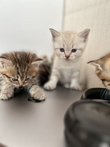 heyvanlar cütləşməsi: Şinşilla — 20