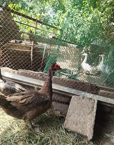 ördək qaz: Salam krasnadar zümrüt özüm böyütmüsəm inqubatr deyil qrtdarda var — 4