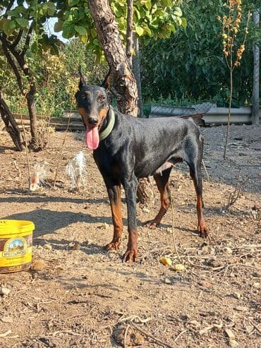 gencede itler: Doberman, 1 il, Dişi — 2