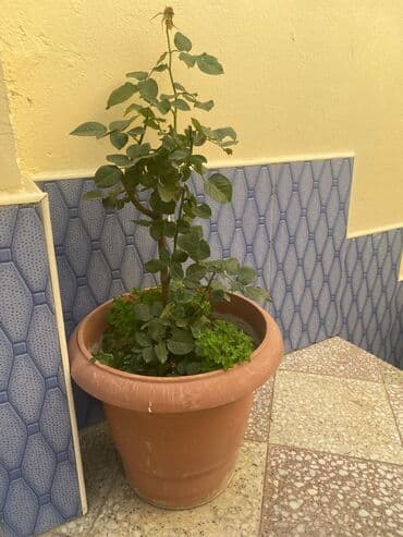 solmayan gül buketi: AG Gül kolu (güllə budaqlı dekorativ kollar) – iri plastik dibçəklə - — 1