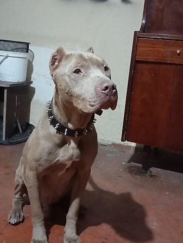 Pitbul, 2 il, Erkek, Ödənişli çatdırılma lalafo.az -da Pitbul, 2 il, Erkek, Ödənişli çatdırılma