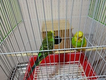 Голуби: 2 popuqay +qefes
Disi,erkey
Qiymet 50 azn
Unvan ramana
Ziko 🦋 — 2