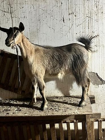 Dişi, Zanen, il: 2, 70 kq, Damazlıq, Ünvandan götürmə