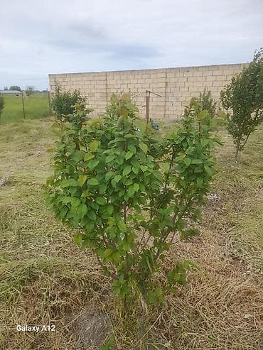 yun doşək: Meyvə ağacları – yerüstü köklü kollar - Növ: daş meyvə ailəsi — 3