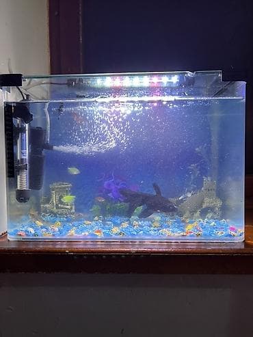 heyvanlar: Akvaryum seti – tam işlək komplekt - Şəffaf şüşə akvaryum, düzbucaqlı — 4