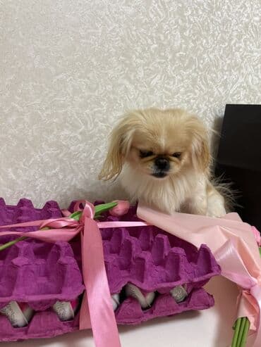 Gəmiricilər: Pekines — 1