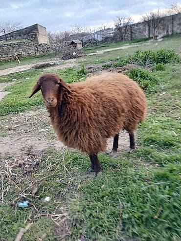 Dişi, il: 1, Ətlik lalafo.az -da Dişi, il: 1, Ətlik