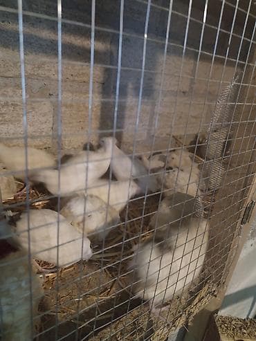 Texas bildirçin ləri satilir