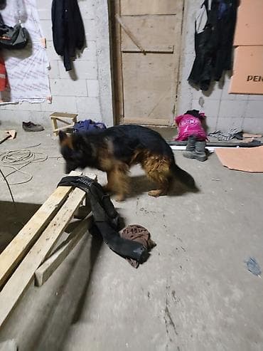 çoban iti adları: Alman çoban iti, 1 il, Erkek, Sənədli, Ünvandan götürmə, Pulsuz çatdırılma, Ödənişli çatdırılma — 7