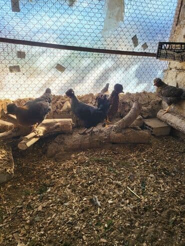 клетки для кур несушек купить в бишкеке: Kəkilli kənd fərələri 4 aylıq 10 ədəd 19 manatadi fərələr 12 manat — 10