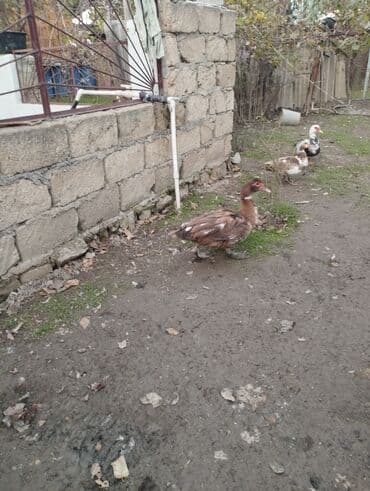 hind qusu: Muscovy ördəkləri (hind ördəyi) – müxtəlif rənglərdə - Rənglər — 2