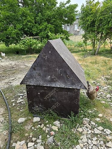 bildirçin əti: Salam olsun salama layiq qardas bacılarmıza gördüyünüz hin satılır — 1