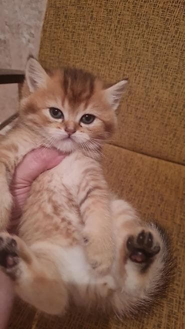 pişik: Britan — 1