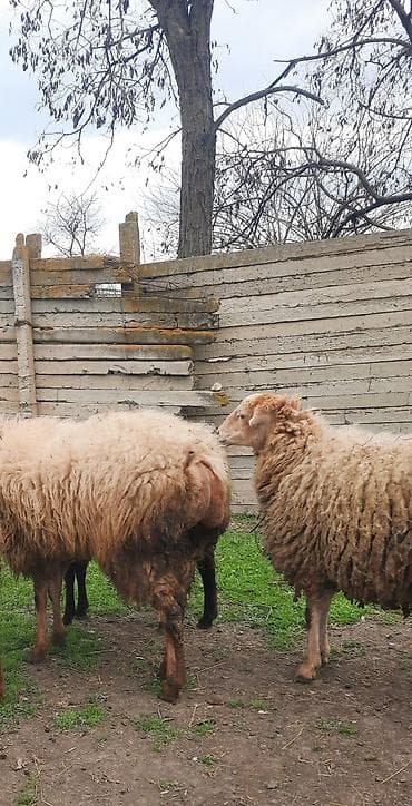 sudluk inek satilir: Şişək satılır — 3