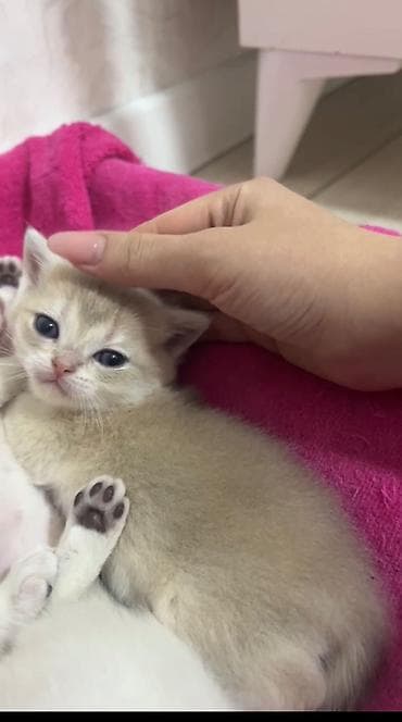 benqal pişiyi qiymeti: Qızıl şinşilla, Erkək, Yaxşı əllərə, Ünvandan götürmə — 5