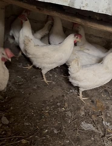 erkek it adlari: Toyuq, Liqorin, Yumurtalıq — 1