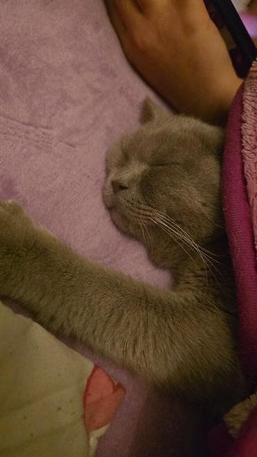 Собаки: Британская, Самец, Для вязки — 7