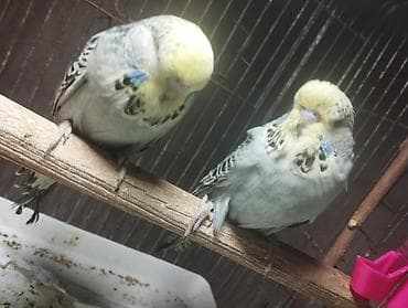 naxcivan heyvan elanlari: Jumbolar satilir,2 aylig balalardi biri mayadi 3 Erkey,qiymətlər — 10