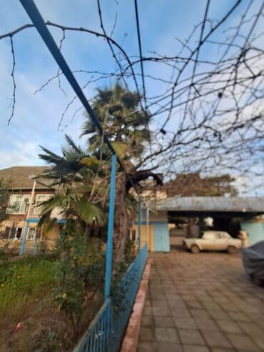 asma tavan hamam: Palma ağacları satılır 2 ədəd qiyməti 1000 manat. Masallı rayonu — 1