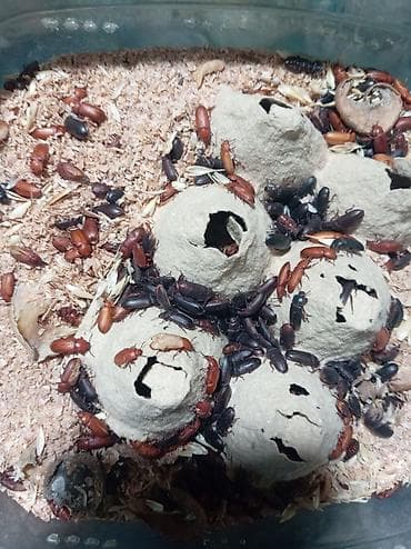 lelekli heyvanlar: Un Qurdu canlı yem və böcəkləri qış mövsümündə heyvanlar və quşlar — 4