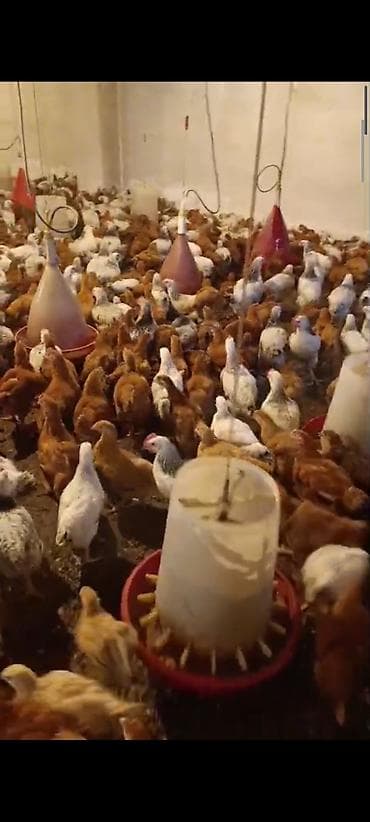 alman afçarkası balası: NOVXANİ TAM SAĞLAM 3 AY DAMAZLİQ ✅0️⃣5️⃣5️⃣-7️⃣7️⃣8️⃣-0️⃣9️⃣-8️⃣8️⃣ — 2