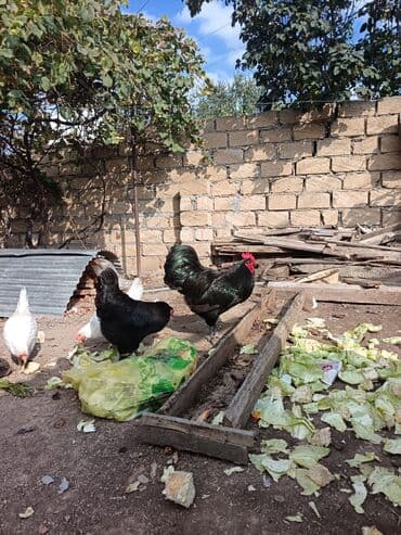 клетки для бойцовых петухов: 1 xoruz 2 fere Qara rəngli ev quşları – xoruz və toyuq cütü - Cins — 2