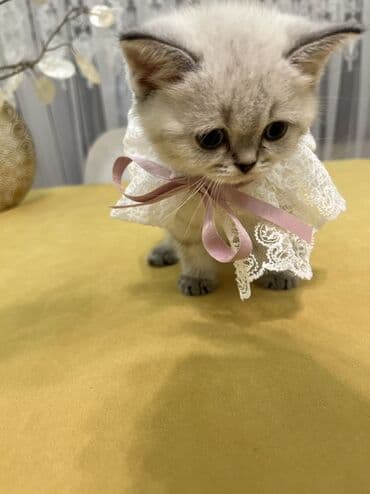 pişik şəkili: Şotland, Erkək, Dişi, Ünvandan götürmə — 9