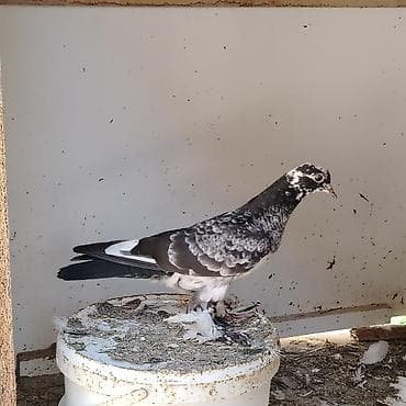 goyercin damı: Dekarativ goyercinler ikisi bir yerde olan hazir cutdu qalani baladan — 1