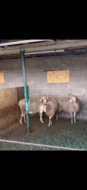 Yemlər: Satılır: 3 baş qoyun - Cins: ehtimalən ətlik/südlük yerli qarabaş tip — 4