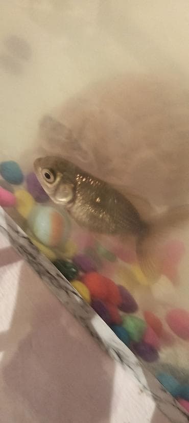 Qızıl balıq, Sülhsevər