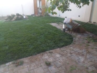 xaşa toxumu: Qazon satışı enli yarpaq danimarka toxumuyla əkilmə qazon satışını — 6