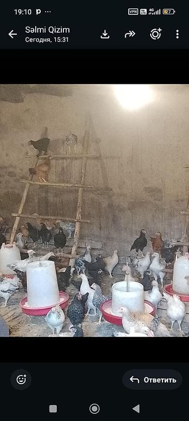 Qarışıq cinsli kənd toyuqları – yemləyicilərlə birlikdə - Məhsul: Ev