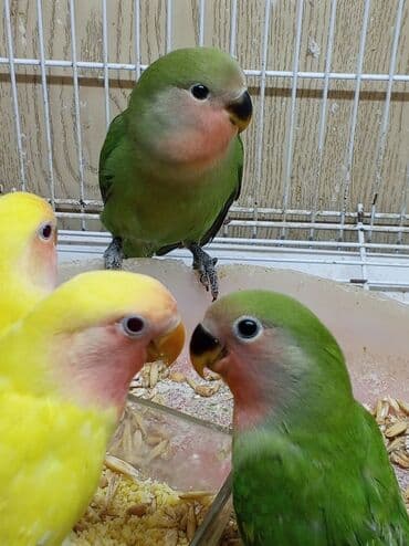 qumru quşu vikipediya: Tutuquşu popuqay fişer nerazlucnik 1-3 aylıq balalar — 2