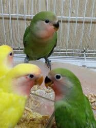 Gəmiricilər: Tutuquşu popuqay nerazlucnik . Bir ayından üç ayınadək balalar — 4