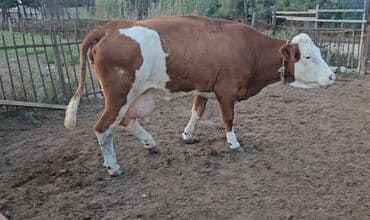 simental inekleri: Saf qan Smental avustralya. texmini cekisi 850kq — 3