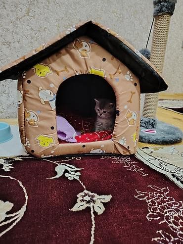 Аквариумные аксессуары и принадлежности: Шотландская, Самец, В добрые руки — 4