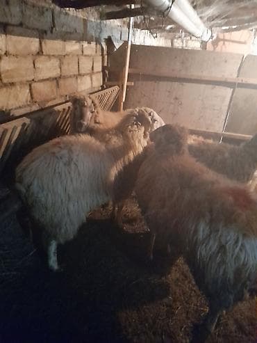 Məhsul: Qoyun sürüsü Təsvir: - Şəkillərdə gördüyünüz yerli — 2