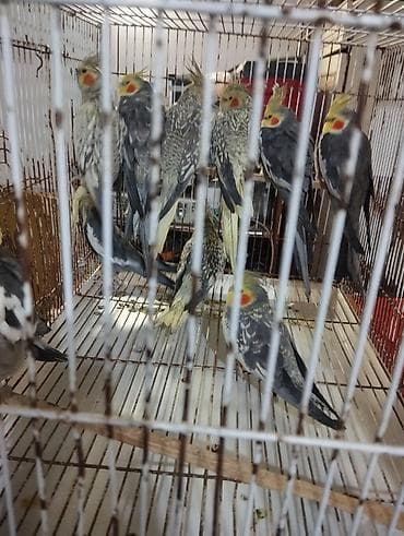 ababil quşu: Salam El quwuda var icinde 2 dene ikside erkekdi onlarin qiymeti — 10