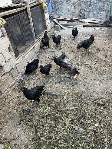 şamo: Uzunquyruq avstrolop xoruzlari satilir.Butun vaksinleri olunub qurd — 3