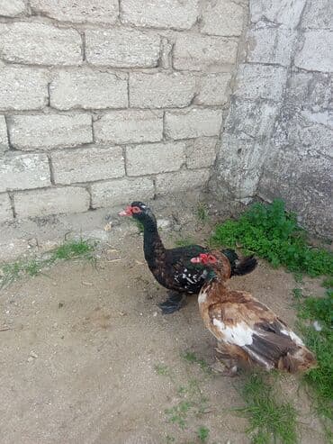 mirvari ordək: Ikidene lal ordey 45manat cudu - Rənglər: biri tünd-qara üstündə ağ — 1