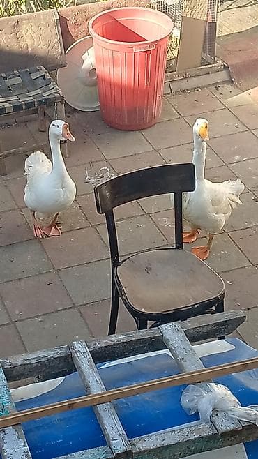 qasqaldag qusu: Qaz toyuq cuce satilir real alicilar ucun endirim var — 10