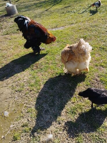 heyvanlara verilen adlar: Курица, Brama, Для разведения, Платная доставка, Бесплатная доставка — 2