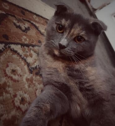 Şotland yastı qulaq